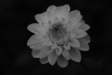 Bir yıldız çiçeğinin güzel yakın çekimi