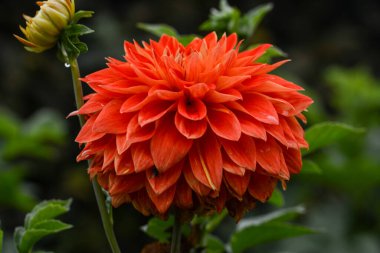 Bir yıldız çiçeğinin güzel yakın çekimi