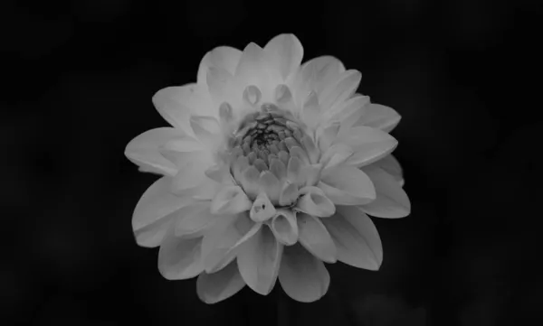 Beau Gros Plan Dahlia — Photo