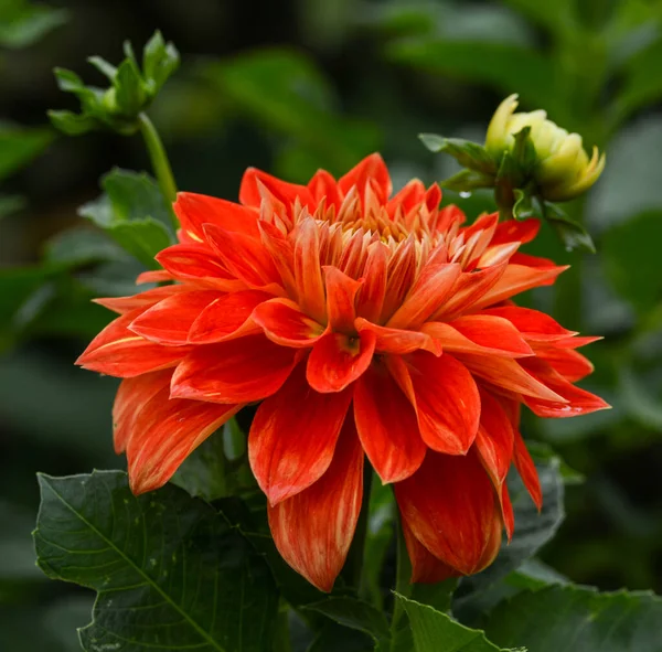 Bir yıldız çiçeğinin güzel yakın çekimi