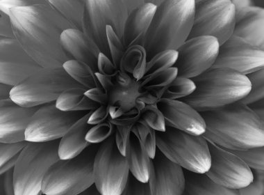 Bir yıldız çiçeğinin güzel yakın çekimi