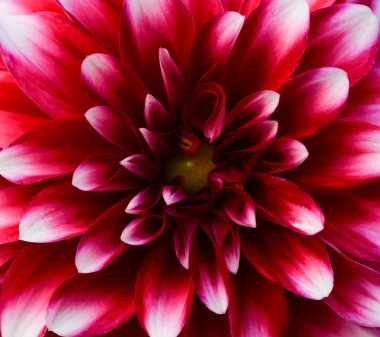 Bir yıldız çiçeğinin güzel yakın çekimi