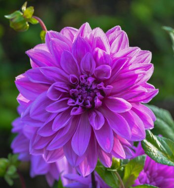 Bir yıldız çiçeğinin güzel yakın çekimi