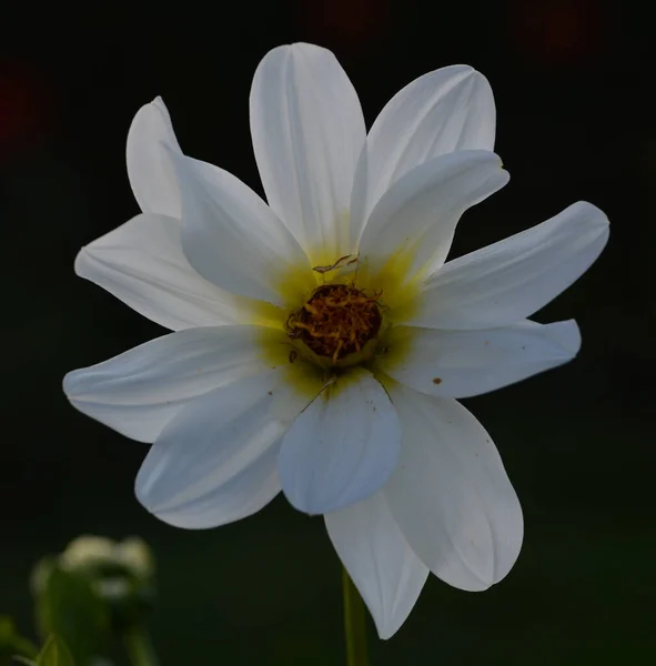 Beautiful Close Dahlia — Stock Photo, Image