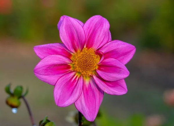 Bellissimo Primo Piano Una Dalia — Foto Stock