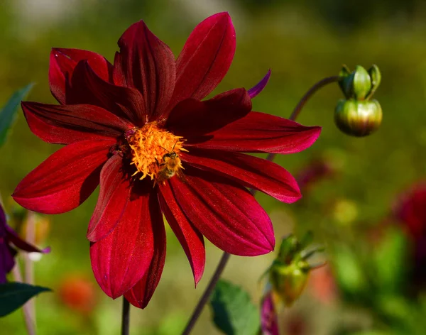 Beautiful Close Dahlia — Stock Photo, Image