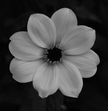 Bir yıldız çiçeğinin güzel yakın çekimi