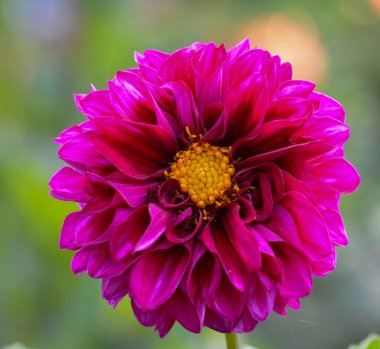 Bir yıldız çiçeğinin güzel yakın çekimi