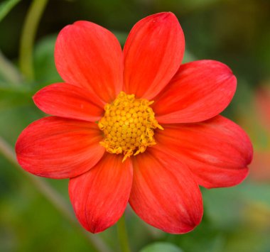 Bir yıldız çiçeğinin güzel yakın çekimi