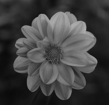 Bir yıldız çiçeğinin güzel yakın çekimi