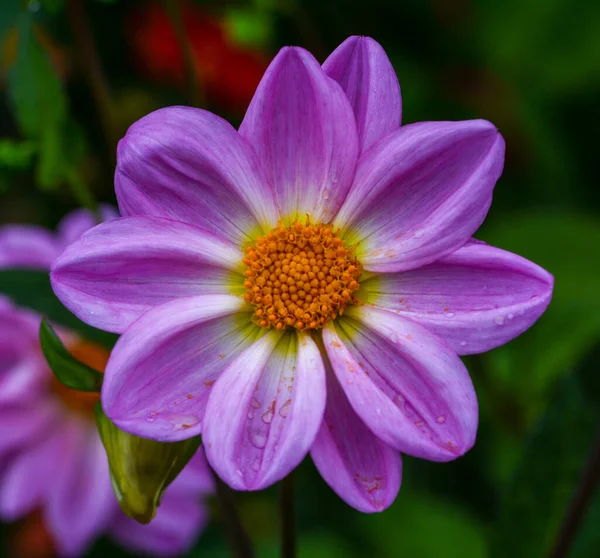 Beautiful Close Dahlia — Stock Photo, Image