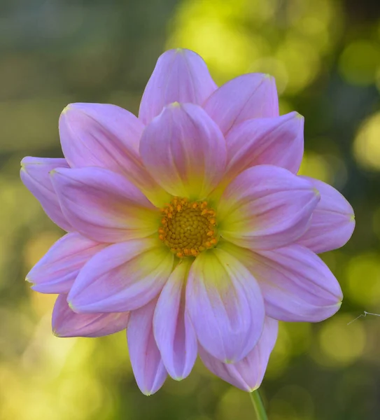 Beautiful Close Dahlia — Stock Photo, Image