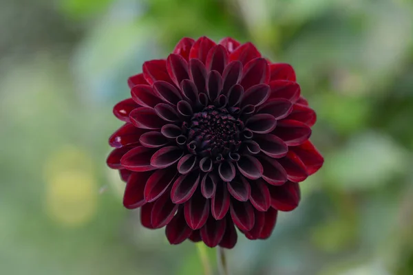 Beau Gros Plan Dahlia — Photo