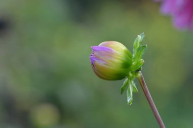 Bir tomurcuğun güzel yakın çekimi