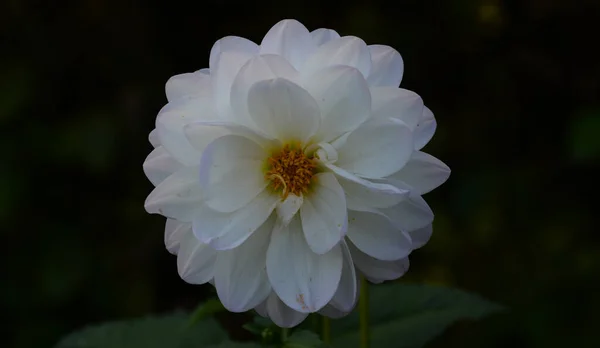 Beautiful Close Dahlia — Stock Photo, Image