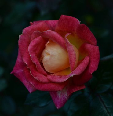 Bir gül güzel yakın çekim