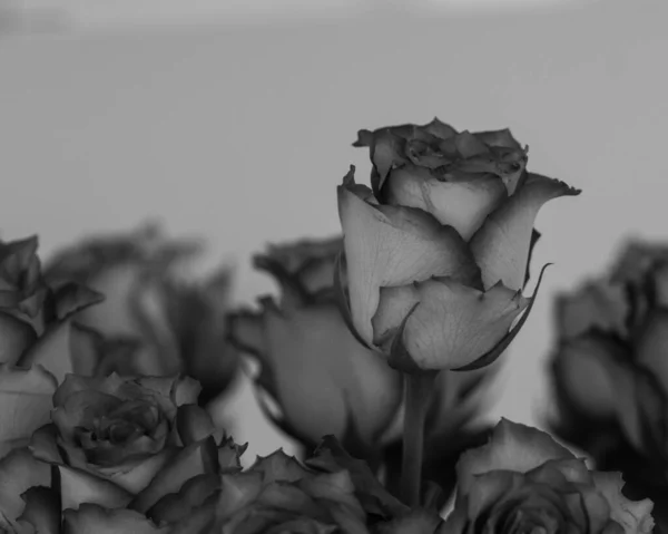 Beau Gros Plan Une Rose — Photo