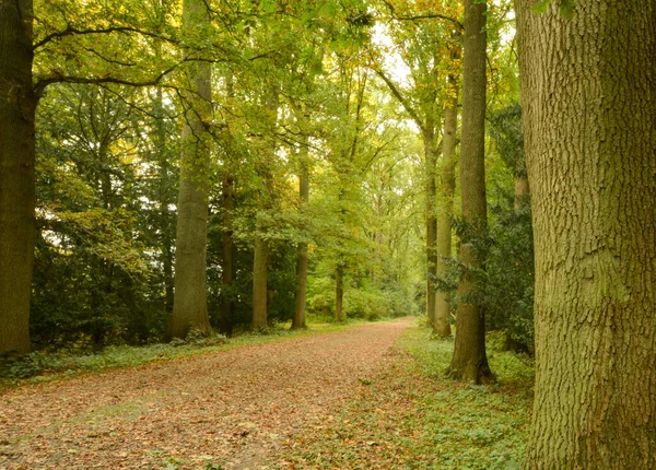 Hermosa Vista Del Parque Enghien — Foto de Stock