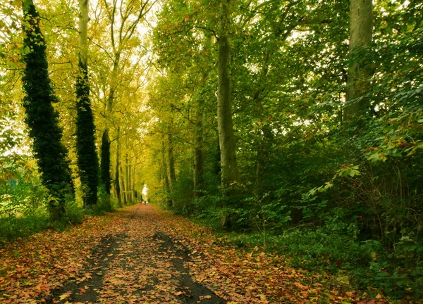 Beautiful View Enghien Park — Stock Photo, Image