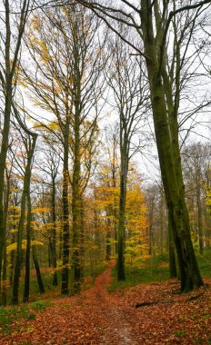 Sonbaharda güzel bir orman manzarası