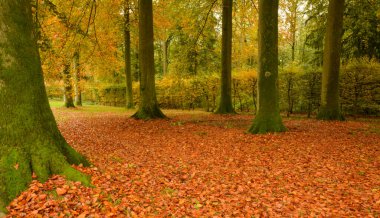 Enghien parkının güzel yakın çekimi
