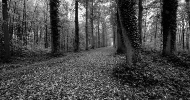 Enghien parkının güzel manzarası