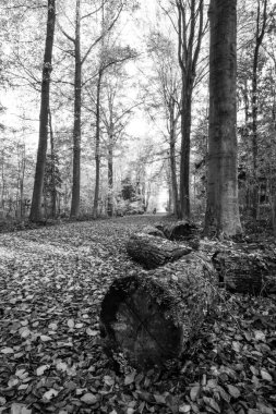 Enghien parkının güzel manzarası