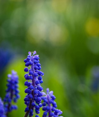Bir muscari 'nin güzel yakın çekimi