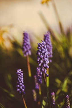 Bir muscari 'nin güzel yakın çekimi