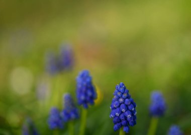 Bir muscari 'nin güzel yakın çekimi