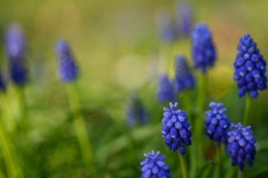Bir muscari 'nin güzel yakın çekimi