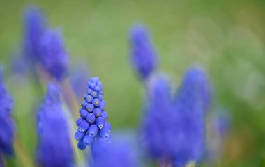 Bir muscari 'nin güzel yakın çekimi