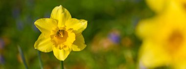 Bir nergisin güzel yakın çekimi