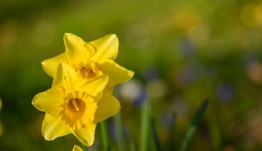 Bir nergisin güzel yakın çekimi