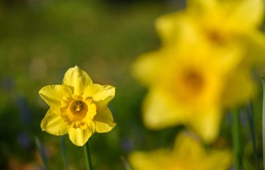 Bir nergisin güzel yakın çekimi