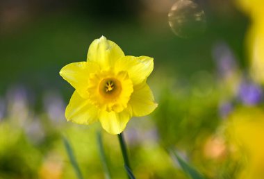 Bir nergisin güzel yakın çekimi