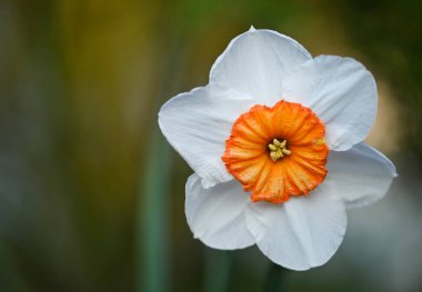 Bir nergisin güzel yakın çekimi