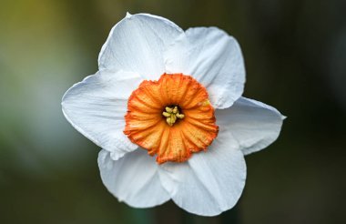 Bir nergisin güzel yakın çekimi
