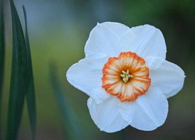 Bir nergisin güzel yakın çekimi
