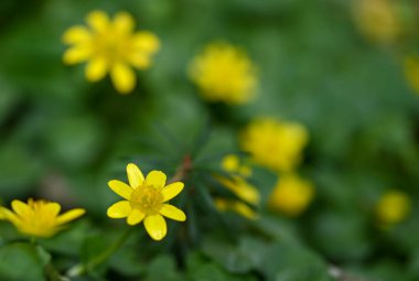 Bir ranunculus ficaria 'nın güzel yakın çekimi