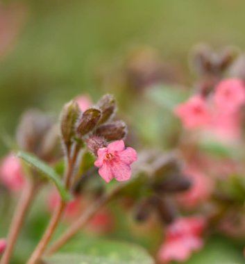 Pulmoneria officinalis 'in güzel yakın çekimi