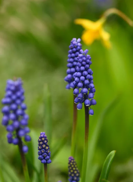 Hermoso Primer Plano Muscari — Foto de Stock