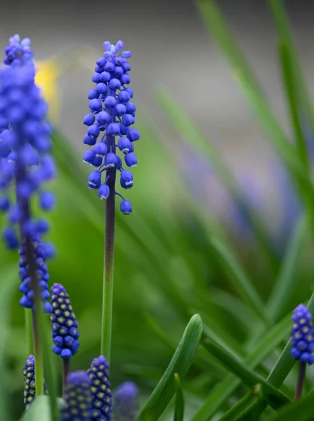 Bir Muscari Nin Güzel Yakın Çekimi — Stok fotoğraf