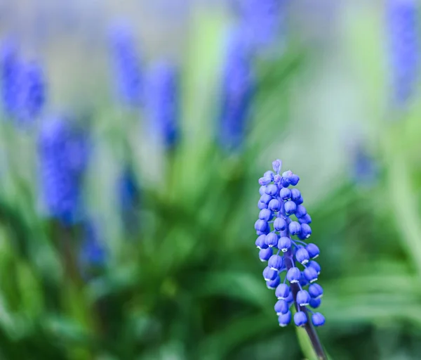 Mooie Close Van Een Muscari — Stockfoto