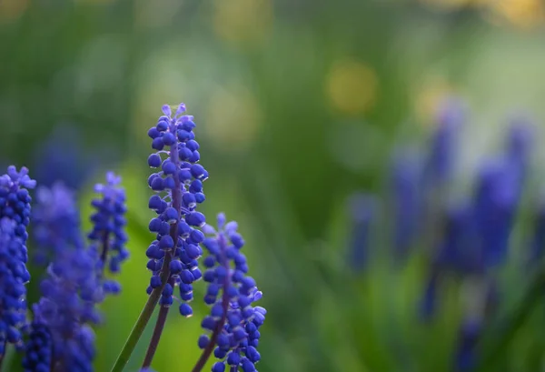 Mooie Close Van Een Muscari — Stockfoto