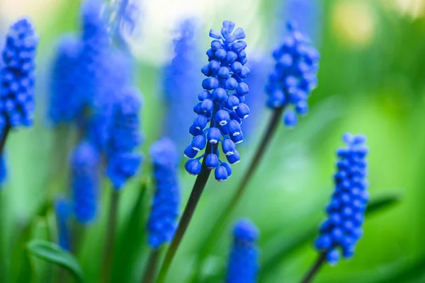 Hermoso Primer Plano Muscari — Foto de Stock