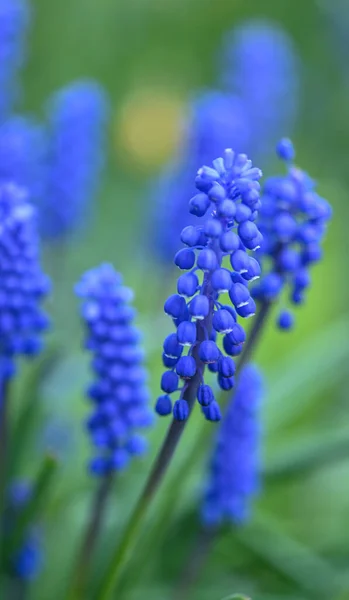 Vacker Närbild Muscari — Stockfoto