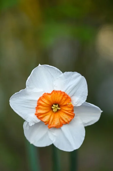 Hermoso Primer Plano Narciso — Foto de Stock