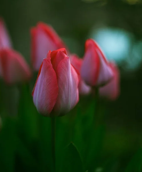 Beau Gros Plan Une Tulipe — Photo