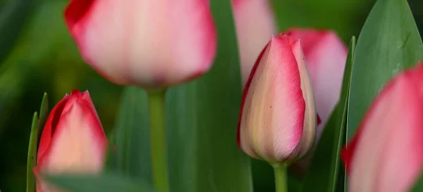 Schöne Nahaufnahme Einer Tulpe — Stockfoto